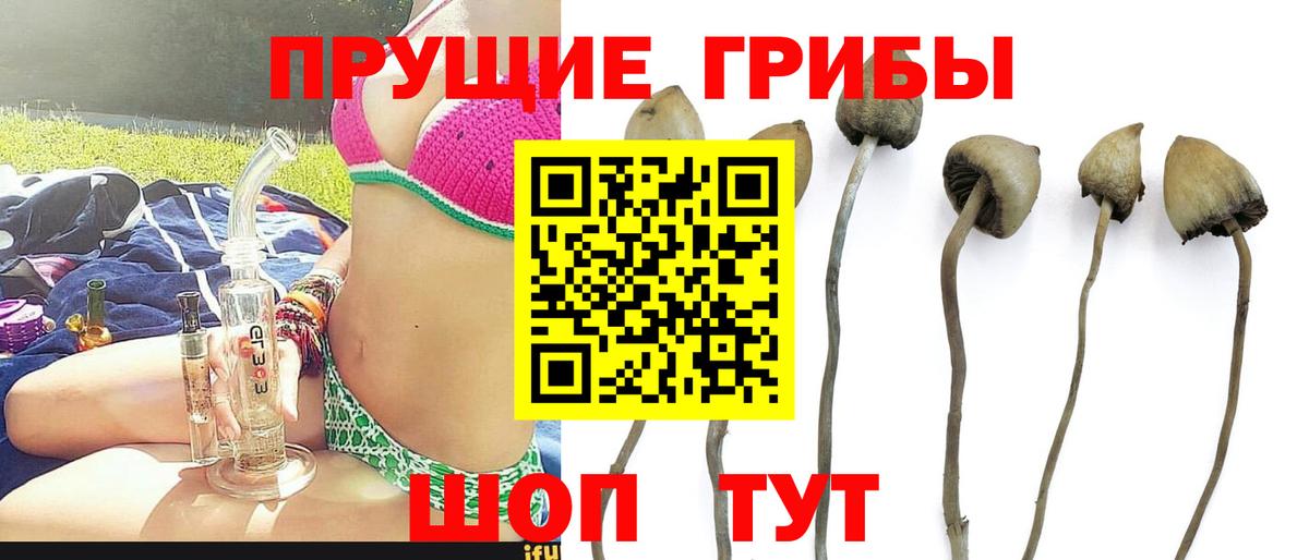 Шелехов  Псилоцибиновые грибы Cubensis  Вход с VPN 